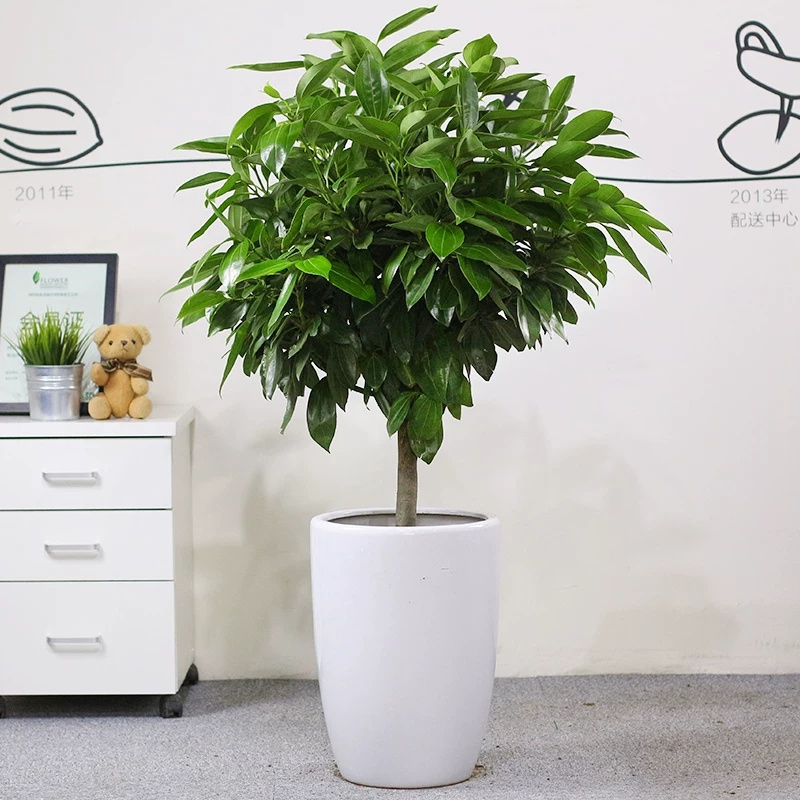 元寶樹綠植租賃